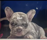 Sugar bear, a female French Bulldog for sale in Grove City, OH – 4 of 7