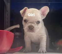 Sugar bear, a female French Bulldog for sale in Grove City, OH – 6 of 7