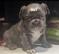 Sugar bear, a female French Bulldog for sale in Grove City, OH – 5 of 7