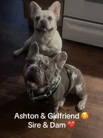 Sugar bear, a female French Bulldog for sale in Grove City, OH – 2 of 7
