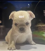 Sugar bear, a female French Bulldog for sale in Grove City, OH – 1 of 7