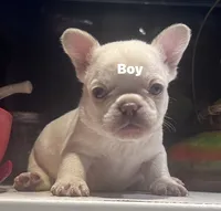 Sugar bear, a female French Bulldog for sale in Grove City, OH – 7 of 7