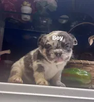 Sugar bear, a female French Bulldog for sale in Grove City, OH – 3 of 7