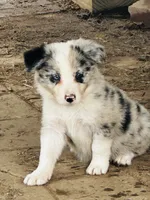 Cookies and cream , a male Border Collie for sale in Ottumwa, IA – 1 of 2