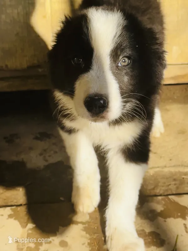 Lucky – Border Collie puppy for sale in Ottumwa, IA