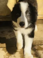 Lucky, a male Border Collie for sale in Ottumwa, IA – 1 of 2