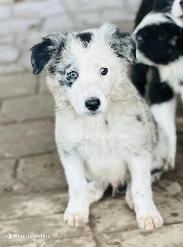 Oreo – Border Collie puppy on hold in Ottumwa, IA