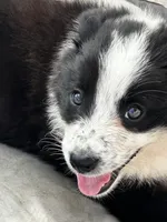 Lady, a female Border Collie for sale in Ottumwa, IA – 2 of 2
