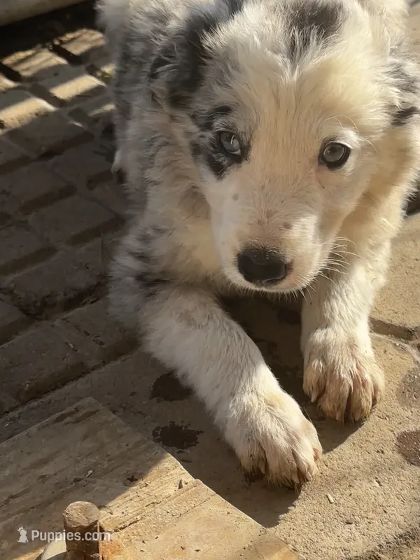 Oreo – Border Collie puppy for sale in Ottumwa, IA