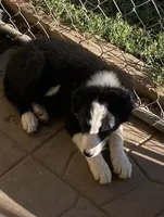 Lucky, a male Border Collie for sale in Ottumwa, IA – 2 of 4