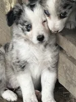 Cookies and cream , a male Border Collie for sale in Ottumwa, IA – 2 of 2