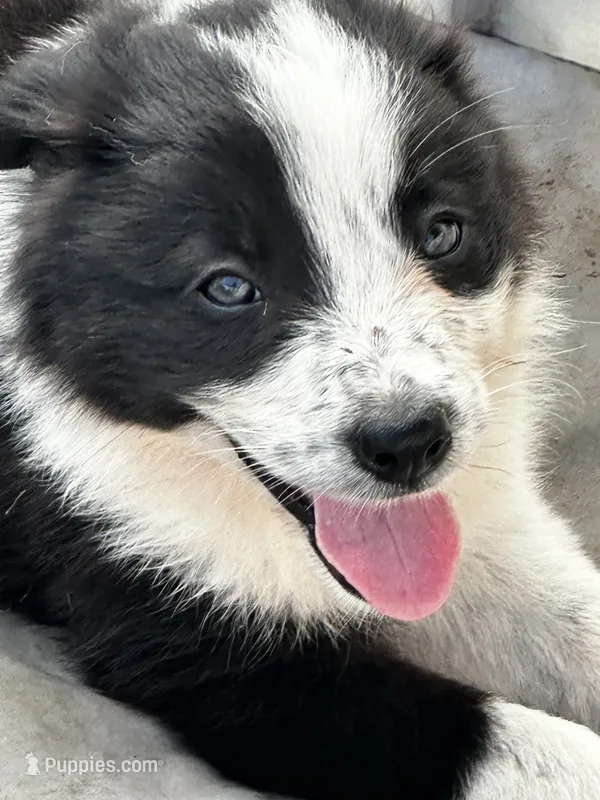 Lady – Border Collie puppy for sale in Ottumwa, IA