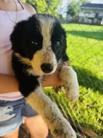 Lucky, a male Border Collie for sale in Ottumwa, IA – 2 of 2