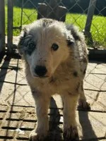 Oreo, a male Border Collie for sale in Ottumwa, IA – 2 of 2