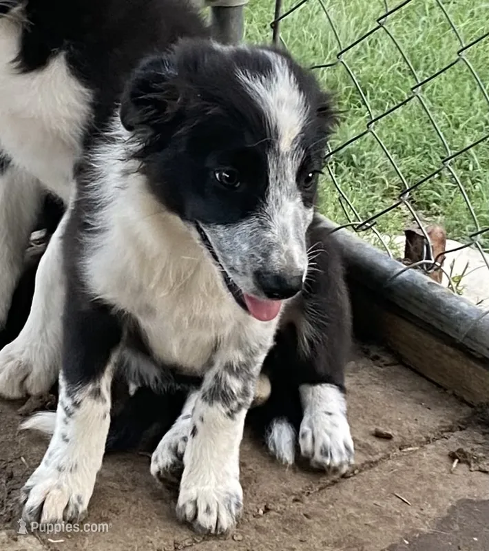 Lady – Border Collie puppy for sale in Ottumwa, IA