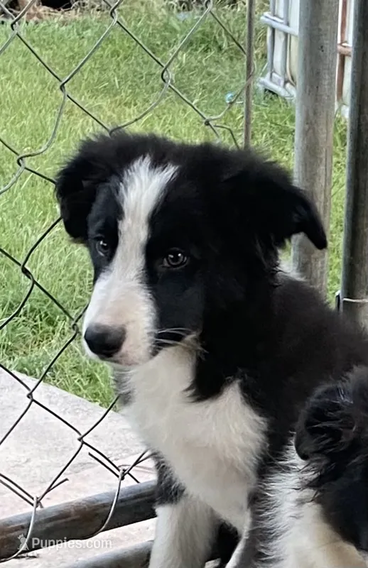Lucky – Border Collie puppy for sale in Ottumwa, IA