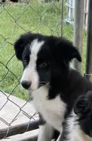 Lucky, a male Border Collie for sale in Ottumwa, IA – 1 of 4