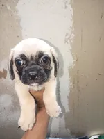 Puggle Puppy, a male Puggle for sale in San Bernardino, CA – 4 of 4