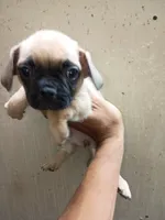 Puggle Puppy, a male Puggle for sale in San Bernardino, CA – 3 of 4