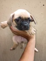 Puggle Puppy, a male Puggle for sale in San Bernardino, CA – 2 of 4