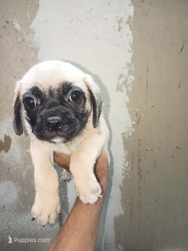 Puggle Puppy – Puggle puppy for sale in San Bernardino, CA