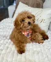 Lincoln, a male Poodle - Toy  and Poodle - Miniature  for sale in Colorado Springs, CO – 1 of 8
