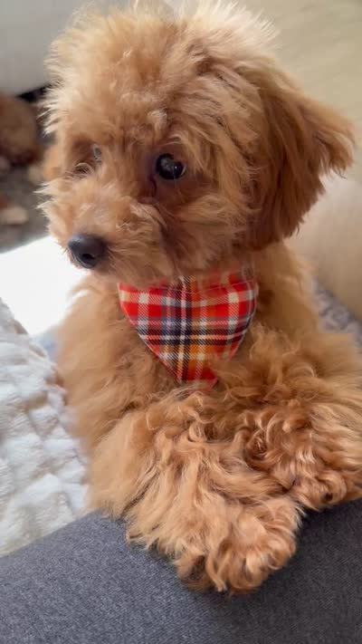 Lincoln, a male Poodle - Toy  and Poodle - Miniature  for sale in Colorado Springs, CO – 8 of 8