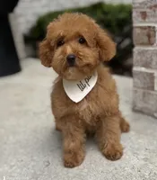 Lincoln, a male Poodle - Toy  for sale in Colorado Springs, CO – 3 of 4