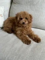 Lincoln, a male Poodle - Toy  for sale in Colorado Springs, CO – 2 of 4
