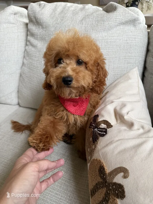 Presley – Goldendoodle, Miniature Goldendoodle puppy for sale in Colorado Springs, CO