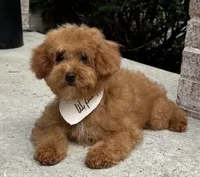 Lincoln, a male Poodle - Toy  for sale in Colorado Springs, CO – 4 of 4