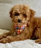 Lincoln, a male Poodle - Toy  and Poodle - Miniature  for sale in Colorado Springs, CO – 5 of 8