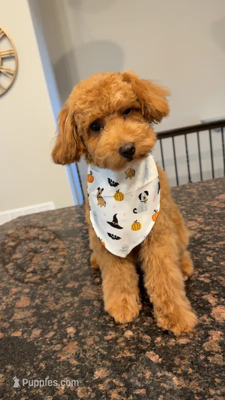 AKC Lincoln – Poodle - Toy , Poodle - Miniature  puppy for sale in Colorado Springs, CO