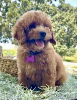 Presley, a female Goldendoodle and Miniature Goldendoodle for sale in Colorado Springs, CO – 2 of 2