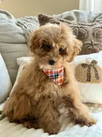 Lincoln, a male Poodle - Toy  and Poodle - Miniature  for sale in Colorado Springs, CO – 4 of 8