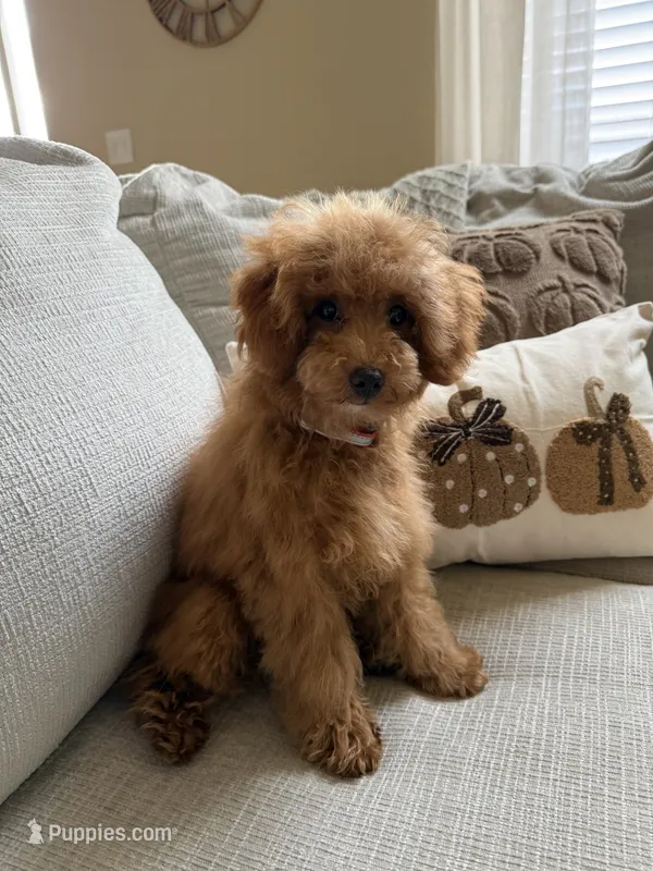 Lincoln – Poodle - Toy  puppy for sale in Colorado Springs, CO
