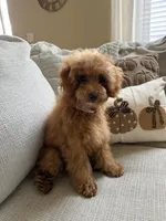 Lincoln, a male Poodle - Toy  for sale in Colorado Springs, CO – 1 of 4