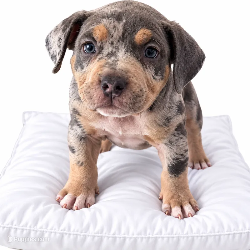 Heavy – American Bully puppy for sale in Spring, TX