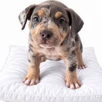 Heavy, a male American Bully for sale in Spring, TX – 1 of 1
