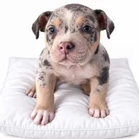 Twin, a female American Bully for sale in Spring, TX – 1 of 1