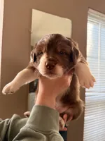 Mac, a male Australian Shepherd for sale in Thomaston, GA – Photo 4 of 10