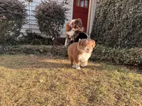 Mac, a male Australian Shepherd for sale in Thomaston, GA – Photo 5 of 10