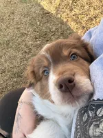 Mac, a male Australian Shepherd for sale in Thomaston, GA – Photo 10 of 10