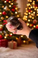 Mac, a male Australian Shepherd for sale in Thomaston, GA – Photo 6 of 10