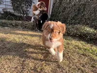 Mac, a male Australian Shepherd for sale in Thomaston, GA – Photo 9 of 10