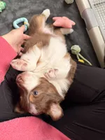 Mac, a male Australian Shepherd for sale in Thomaston, GA – Photo 3 of 10