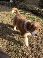 Mac, a male Australian Shepherd for sale in Thomaston, GA – Photo 8 of 10