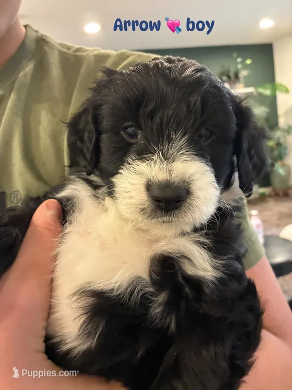 Arrow – Miniature Aussiedoodle puppy for sale in Elk, WA