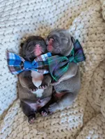 Blue, a male French Bulldog for sale in El Paso, TX – 5 of 10