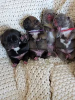Red, a female French Bulldog for sale in El Paso, TX – 7 of 9